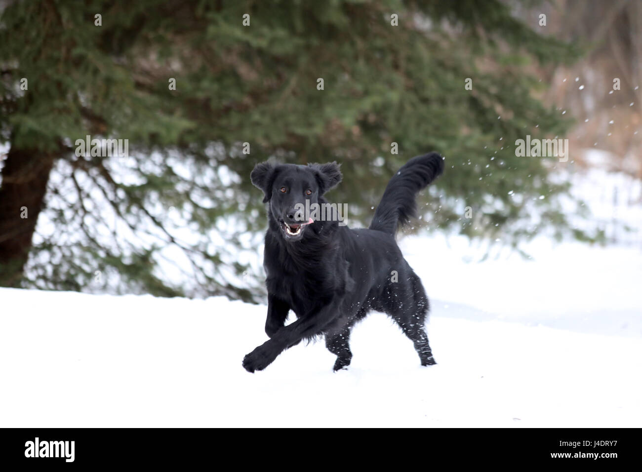 Schwarz Flat-Coated Retriever Stockfoto