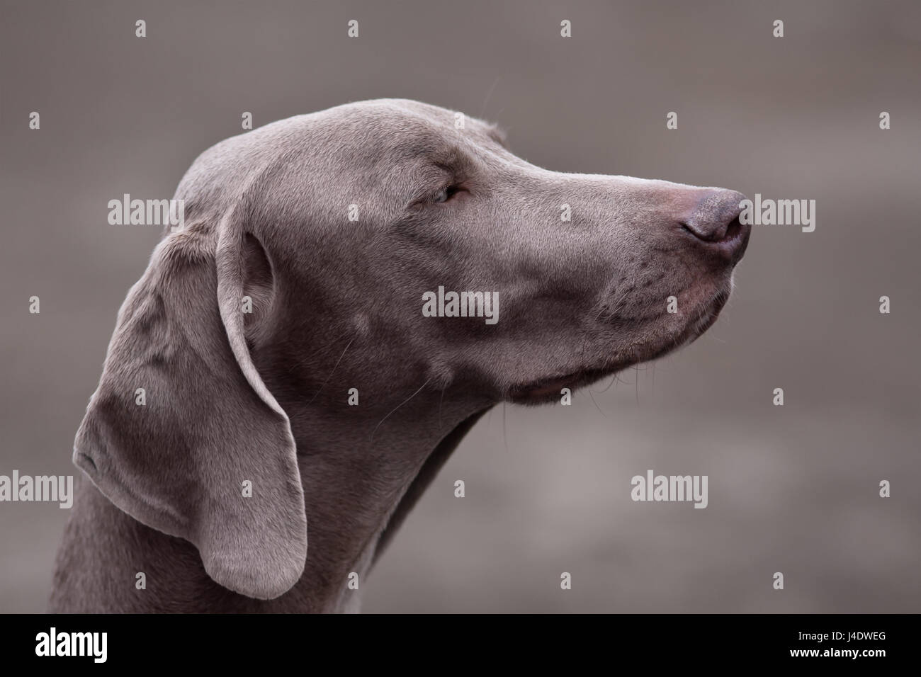 Porträt des jungen Weimaraner Hund auf unscharfen Hintergrund Stockfoto