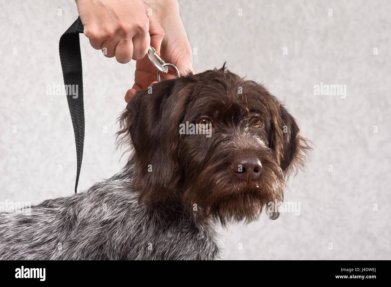 Hände der Frau, die Befestigung der Leine Halsband des Hundes Stockfoto