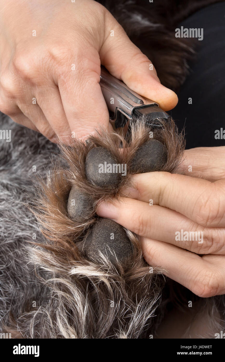 Händen der Hundefriseur trimmen Krallen des Hundes mit clipper Stockfoto
