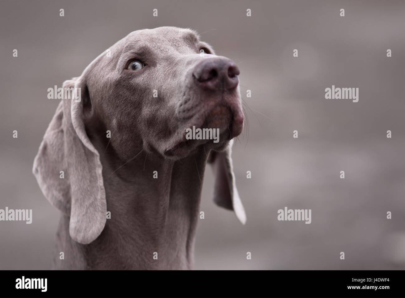 Porträt der Weimaraner Hund auf unscharfen Hintergrund Stockfoto