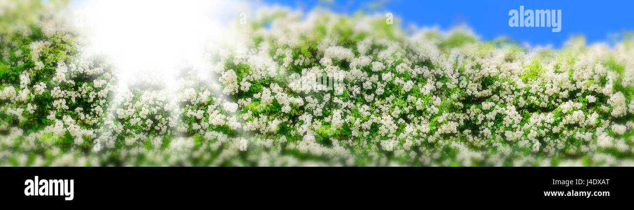 White Rambler Rosen gegen die Sonne geschossen auf ein Sommertag mit blauem Himmel, Panorama Format, unscharfe Grenze mit Miniatur-effekt, Hintergrund Vorlage Stockfoto