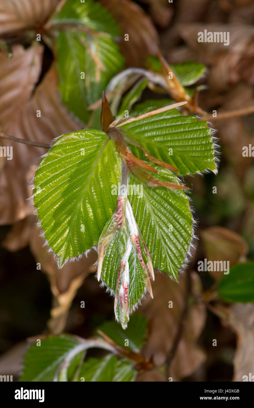 Blatt Knospen der Buche, Fagus Sylvatica, Ausbau und Entfaltung, zarte offenbaren behaarte Blättchen im Spätfrühling, Berkshire, Mai Stockfoto