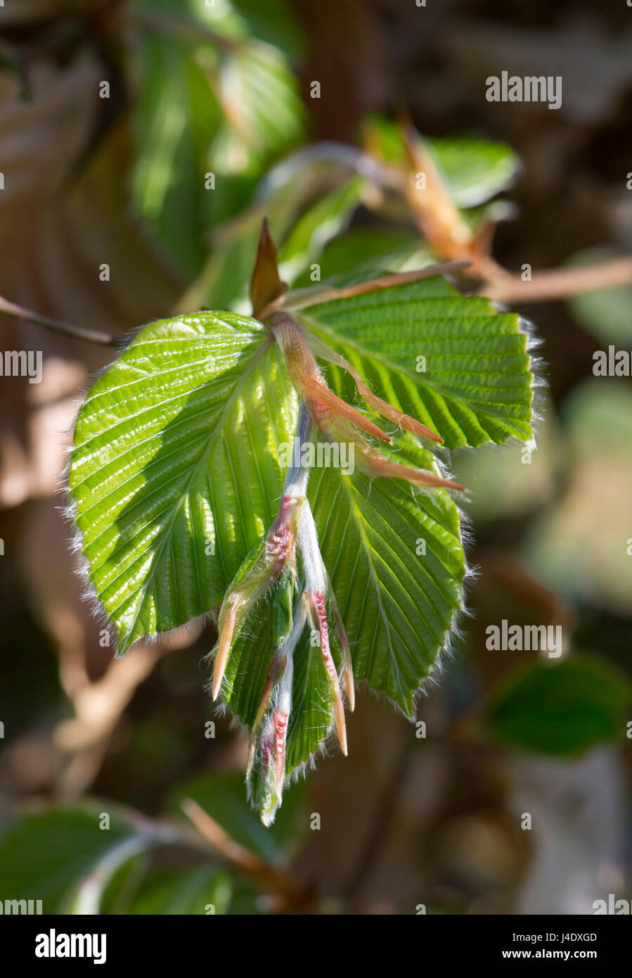 Blatt Knospen der Buche, Fagus Sylvatica, Ausbau und Entfaltung, zarte offenbaren behaarte Blättchen im Spätfrühling, Berkshire, Mai Stockfoto