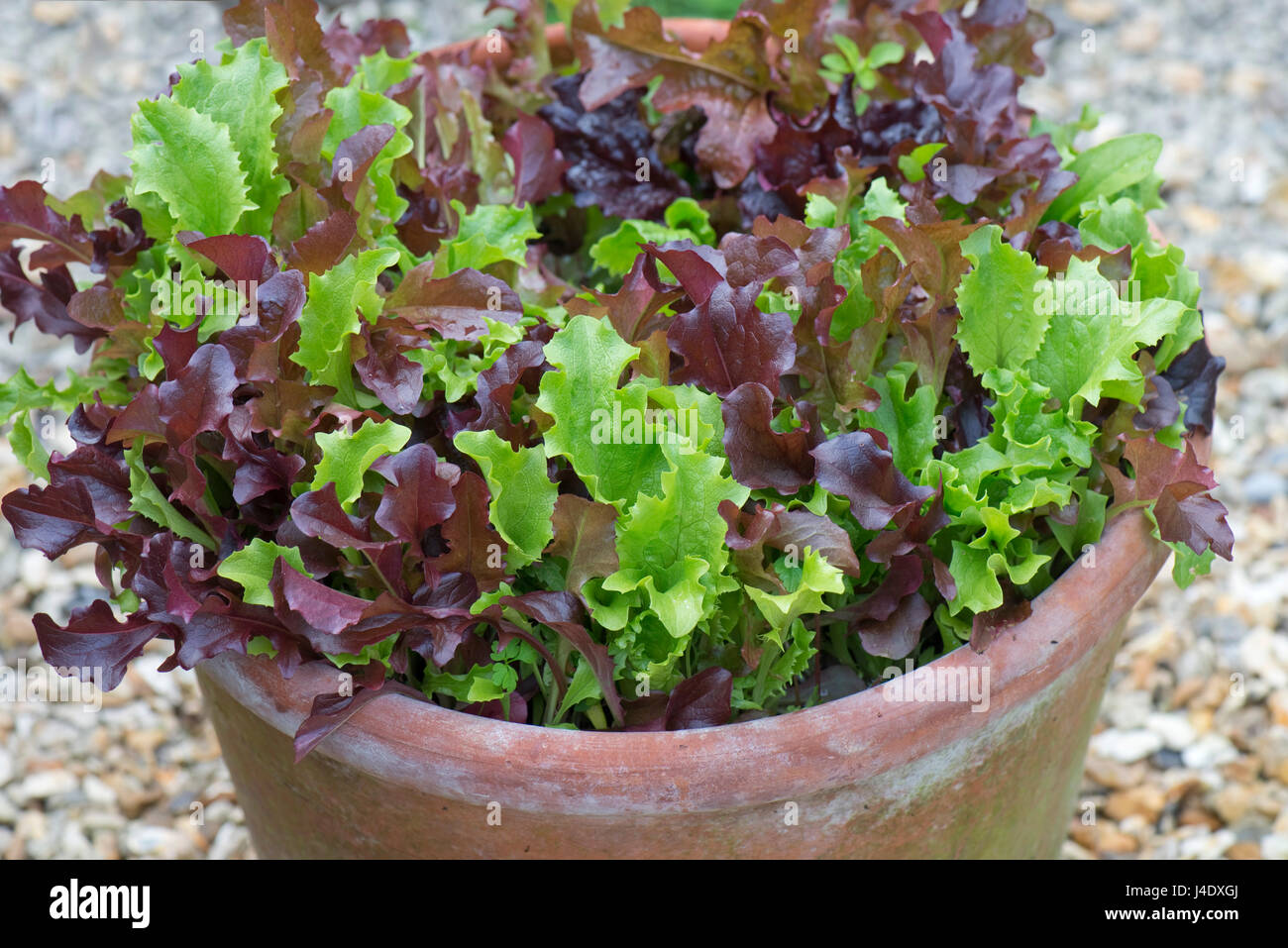 Garten-Container, einen Terrakotta-Topf mit jungen rot gemischt und Kopfsalat Pflanzen für Küche verwendet als Schnitt oder Pick angebaut und kommen wieder Salatblätter, Stockfoto