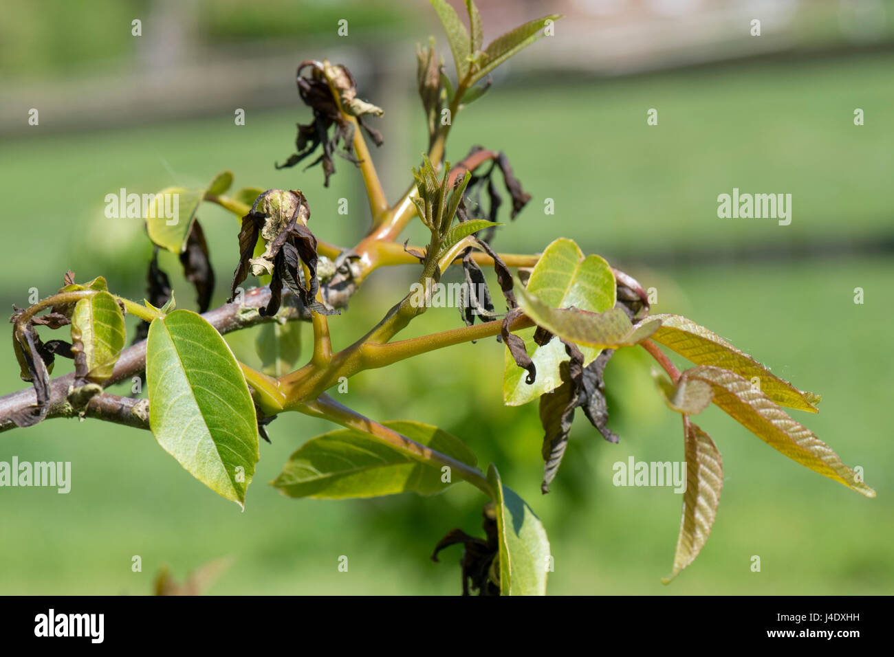 Nekrotische, verbrannt, Frost Schäden an jungen entwickeln Walnussblätter im späten Frühjahr, Berkshire, Mai Stockfoto