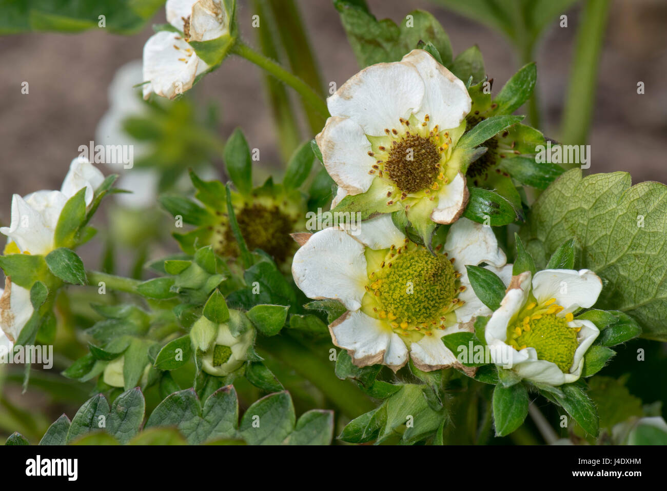 Ende der Saison frost Schaden verursachenden Schwärzung der Stempel, weibliche Blütenteile in Erdbeere Blumen und einige Nekrose, die Blütenblätter, Berkshire, Mai Stockfoto