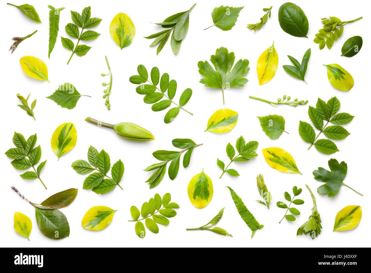 Grüne Blätter Sammlung isoliert auf weißem Hintergrund. Flach zu legen. Ansicht von oben Stockfoto