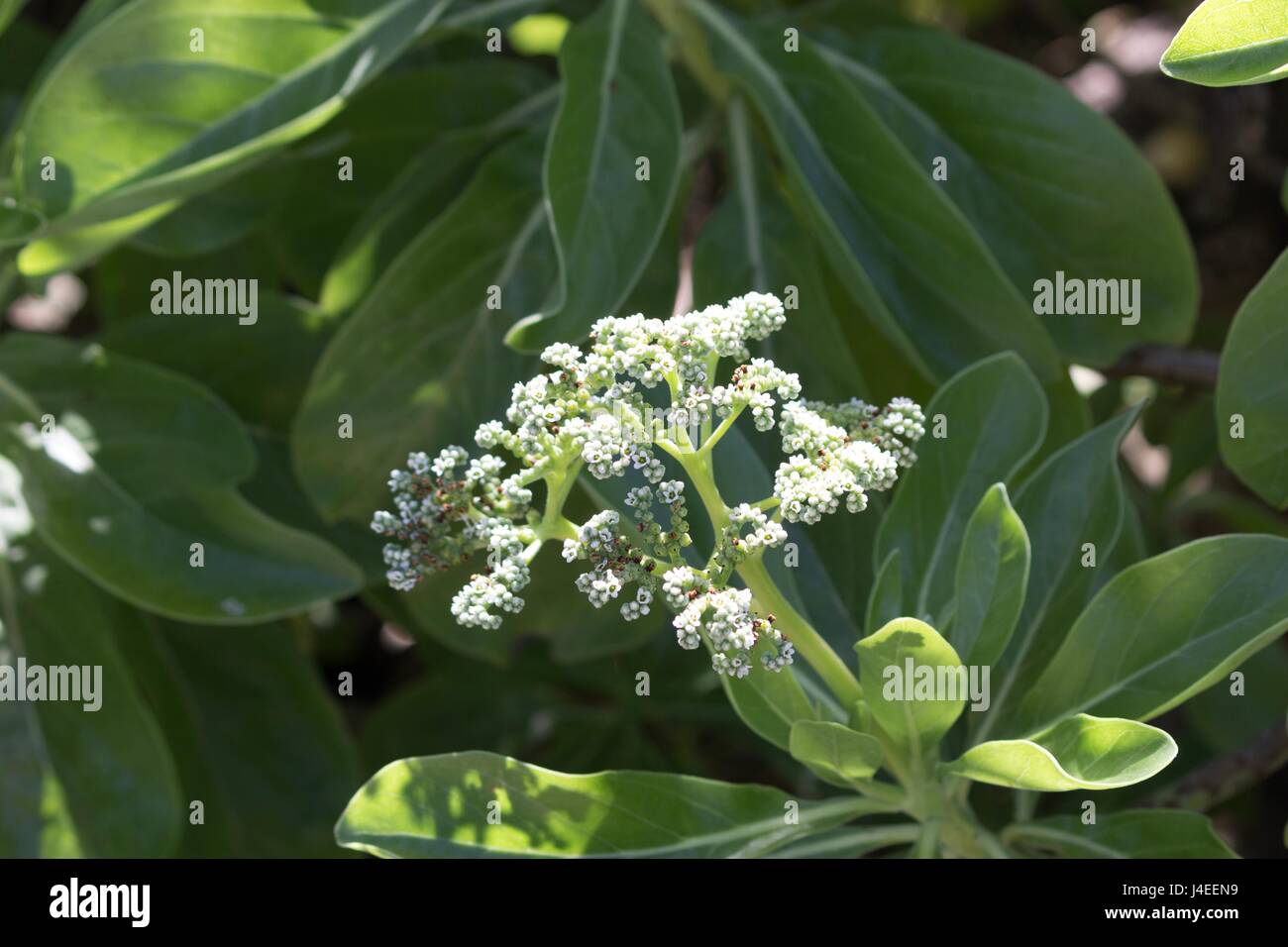 Nahaufnahme von tropischen Blumen in Oahu Hawaii.  Turtle Bay Resort Stockfoto