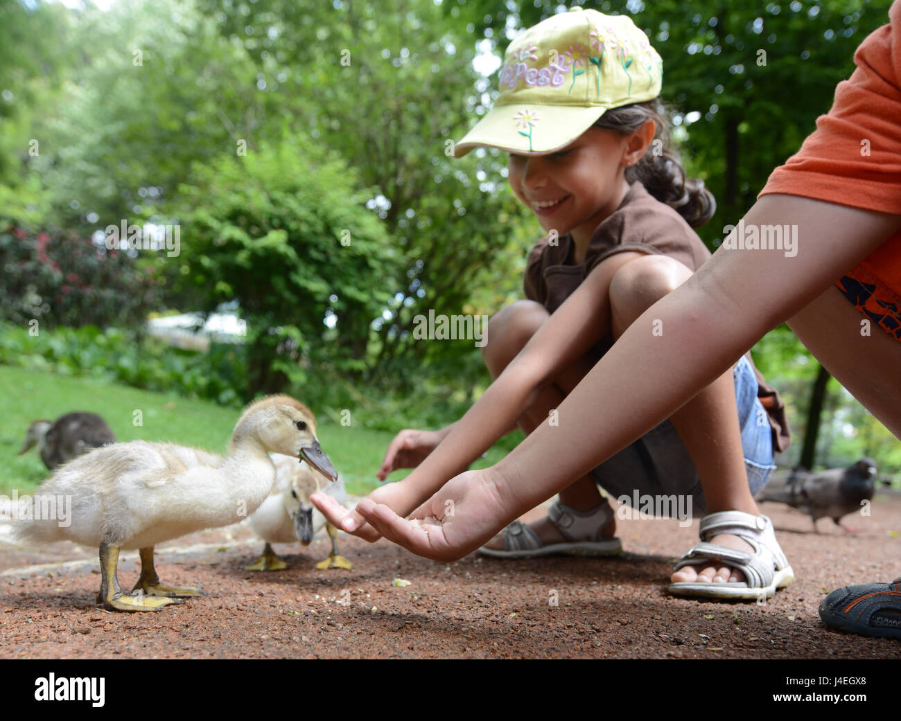 Ein nettes Mädchen, Fütterung Entenküken im Park Jardim da Estrela in Lissabon. Stockfoto