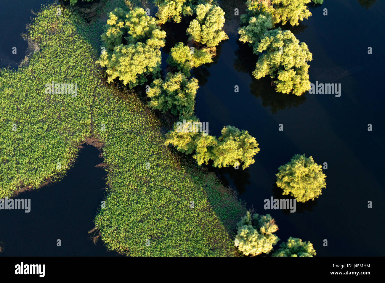 Luftaufnahme von Schilf und Weiden während der Flut im Naturpark Kopacki rit, Kroatien Stockfoto