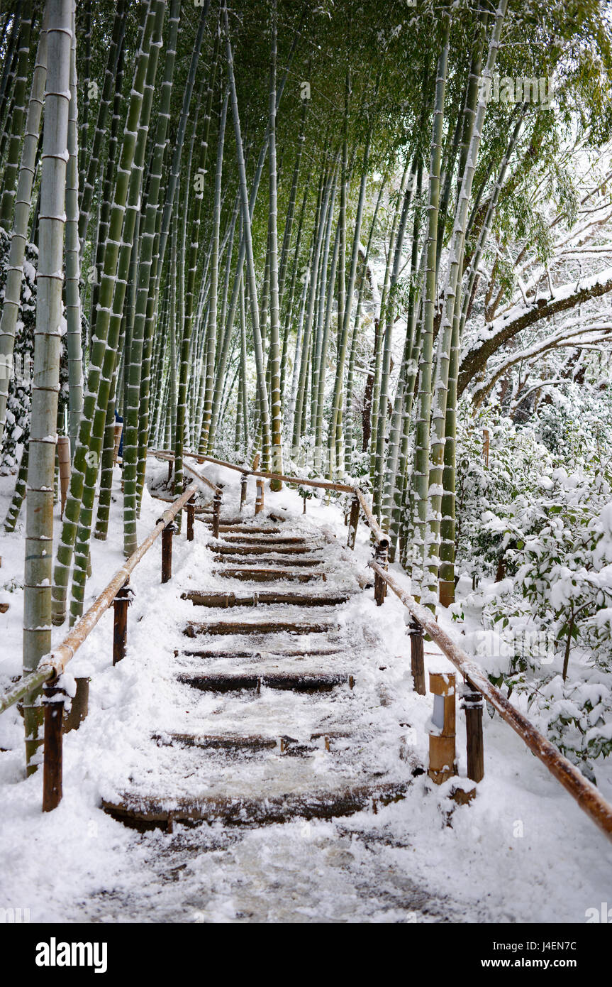 Bambus-Wald im Schnee Kyoto Japan Stockfotografie - Alamy