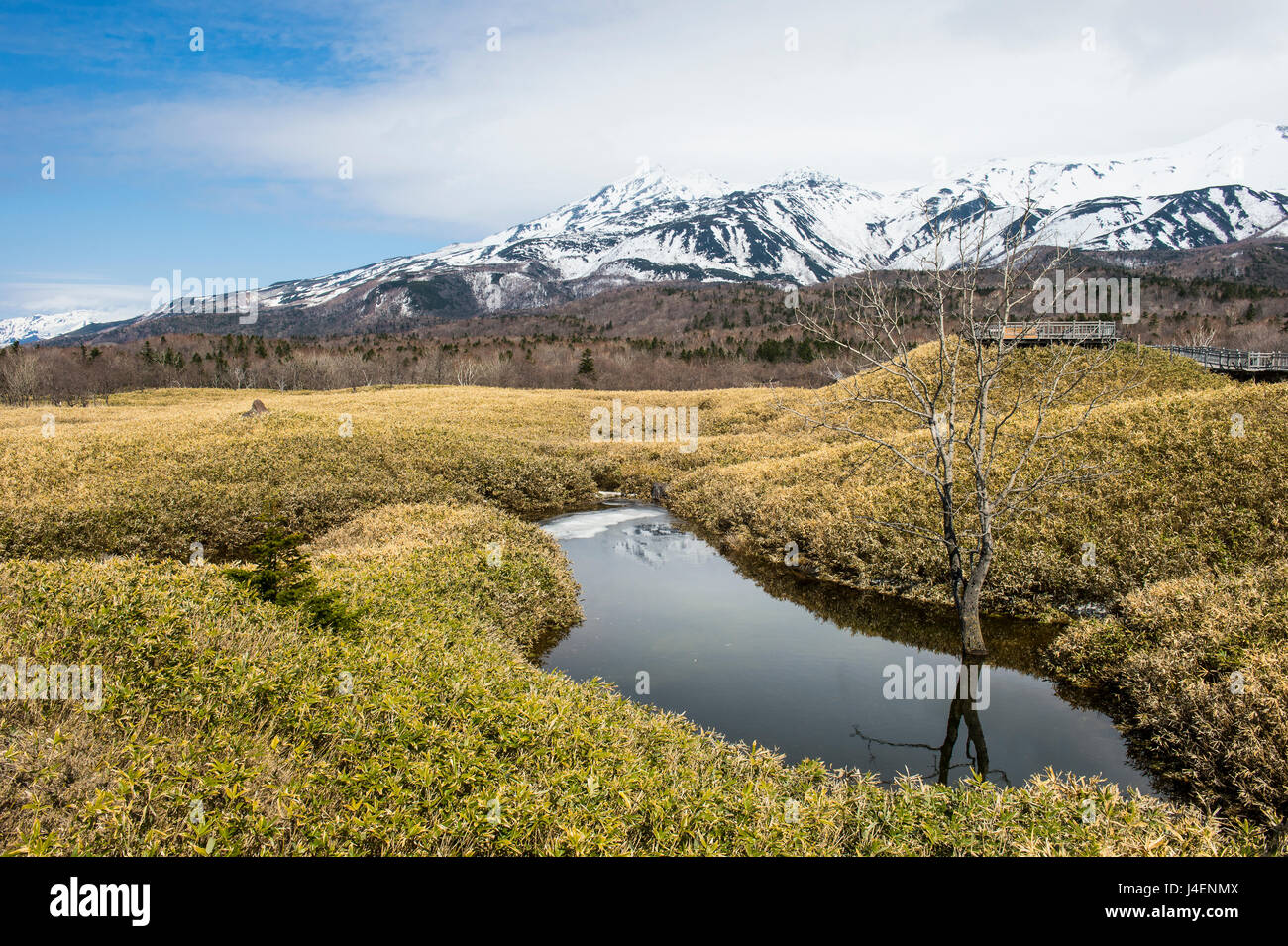 Bambus feld -Fotos und -Bildmaterial in hoher Auflsung  Alamy