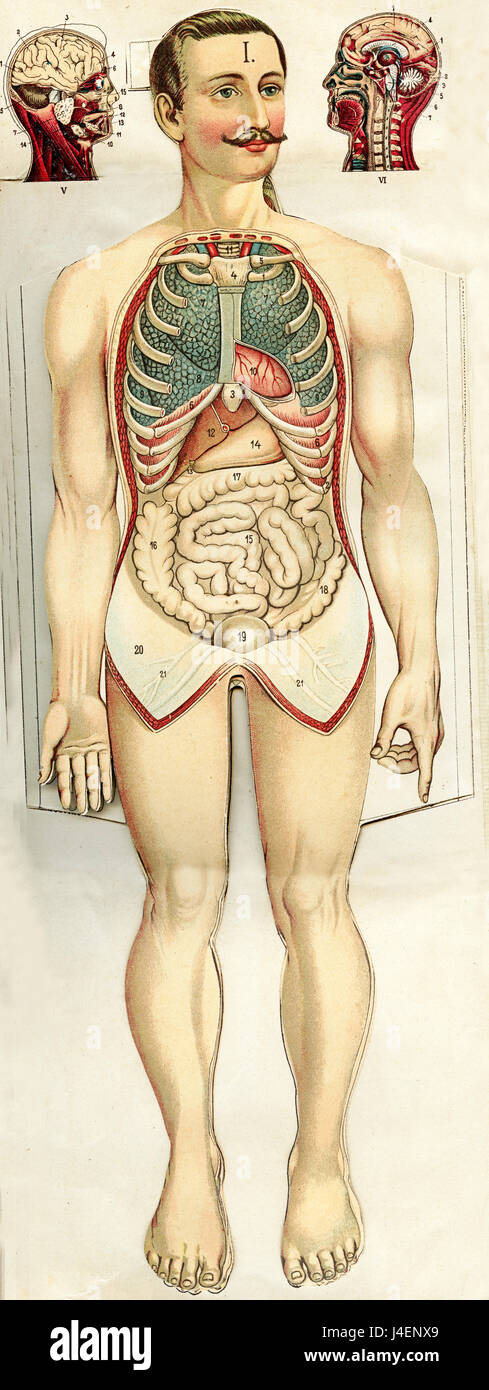 XIX. Jh. gemalt Darstellung der Anatomie der menschlichen Bauch und Kopf, männliche Vertretung Stockfoto