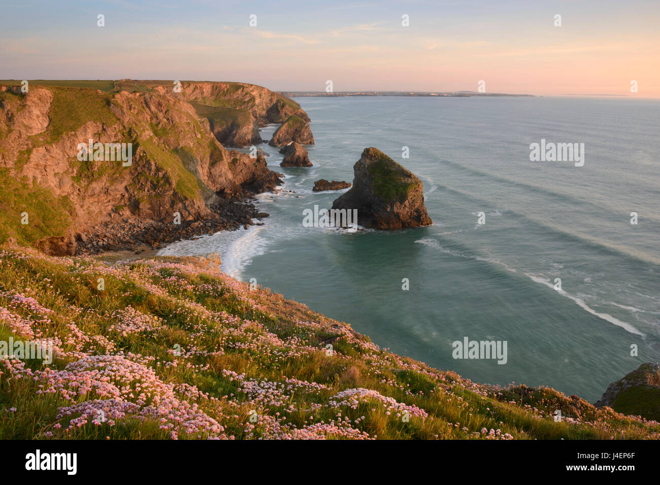 Meer Sparsamkeit auf Klippen Bedruthan Steps, Cornwall, England, Vereinigtes Königreich, Europa wächst Stockfoto