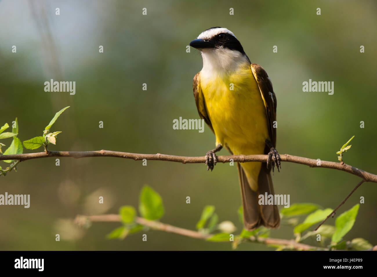 Eine tolle Kiskadee (Pitangus Sulphuratus) hocken, Pantanal, Mato Grosso, Brasilien, Südamerika Stockfoto