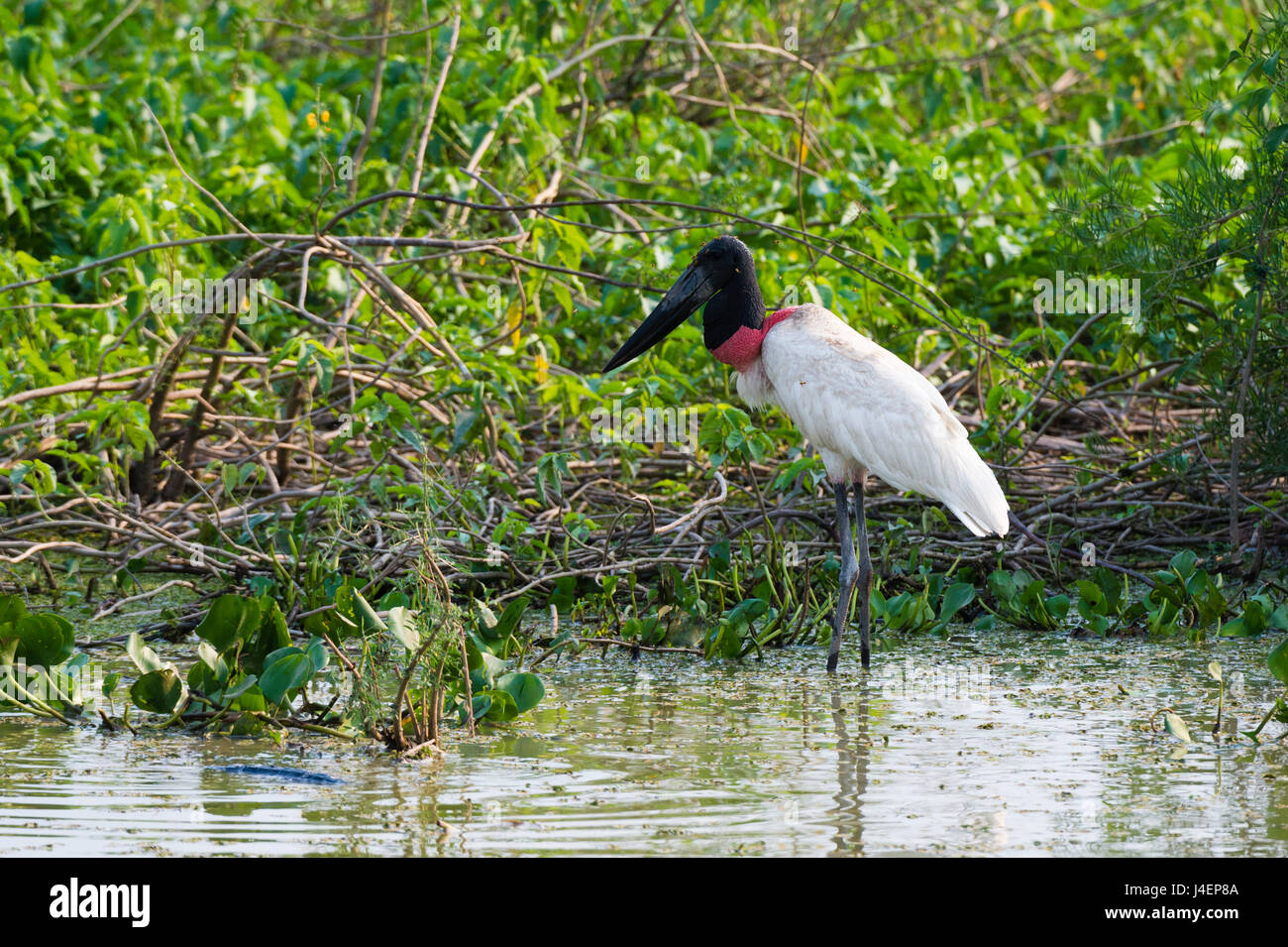 Jabiru (Jabiru Mycteria), Pantanal, Mato Grosso, Brasilien, Südamerika Stockfoto