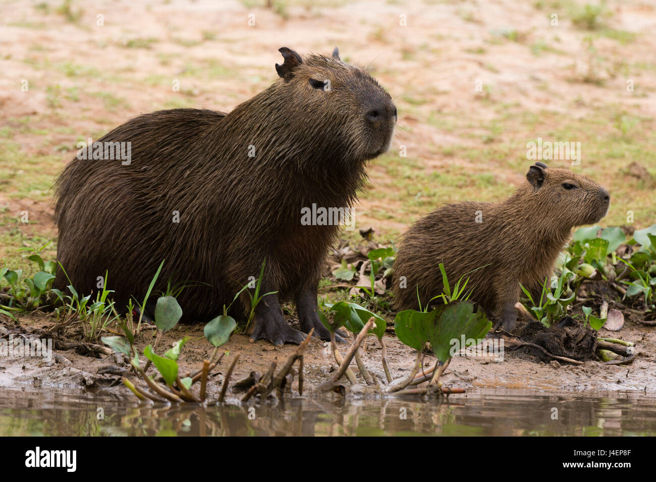 Erwachsene und junge Capybara (Hydrochaeris Hydrochaeris) auf Cuiaba Flussufer, Pantanal, Mato Grosso, Brasilien, Südamerika Stockfoto