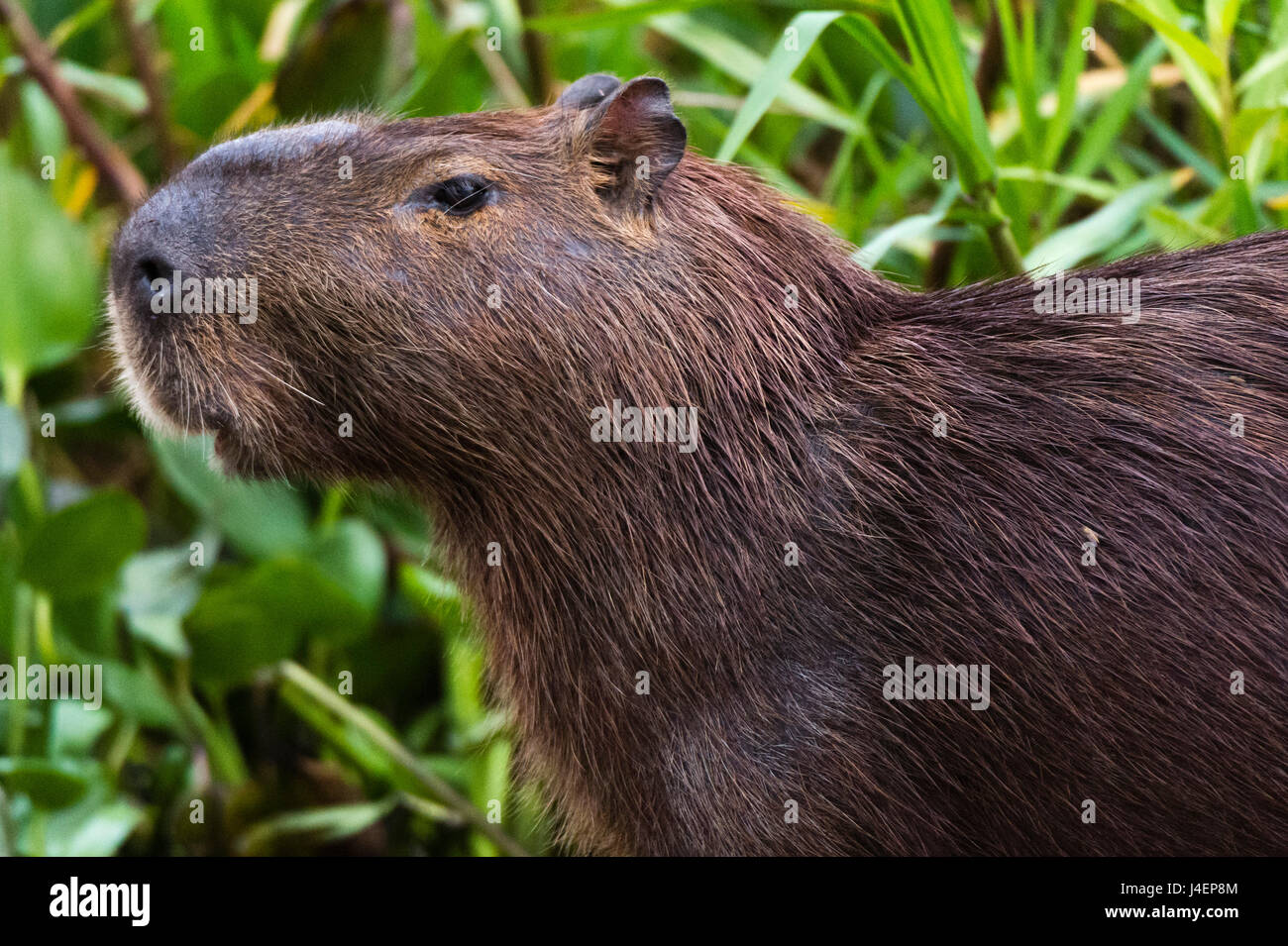 Close-up Portrait ein Capybara (Hydrochaeris Hydrochaeris), Pantanal, Mato Grosso, Brasilien, Südamerika Stockfoto