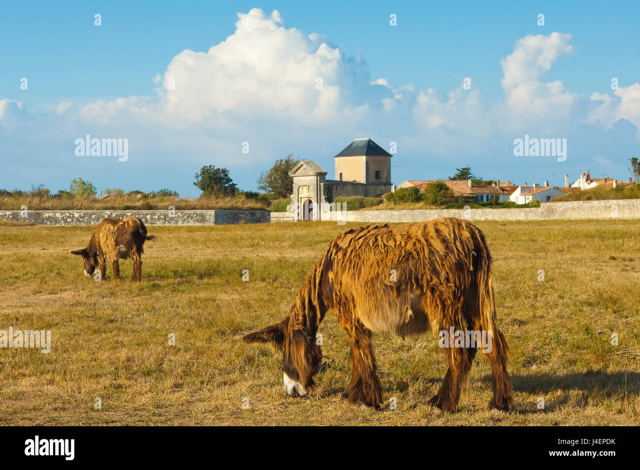 Wollige Esel, eine seltene Art (Baudet du Poitou) einst weiterhin Salz, St. Martin de Ré, Ile de Re, Charente-Maritime, Frankreich Stockfoto