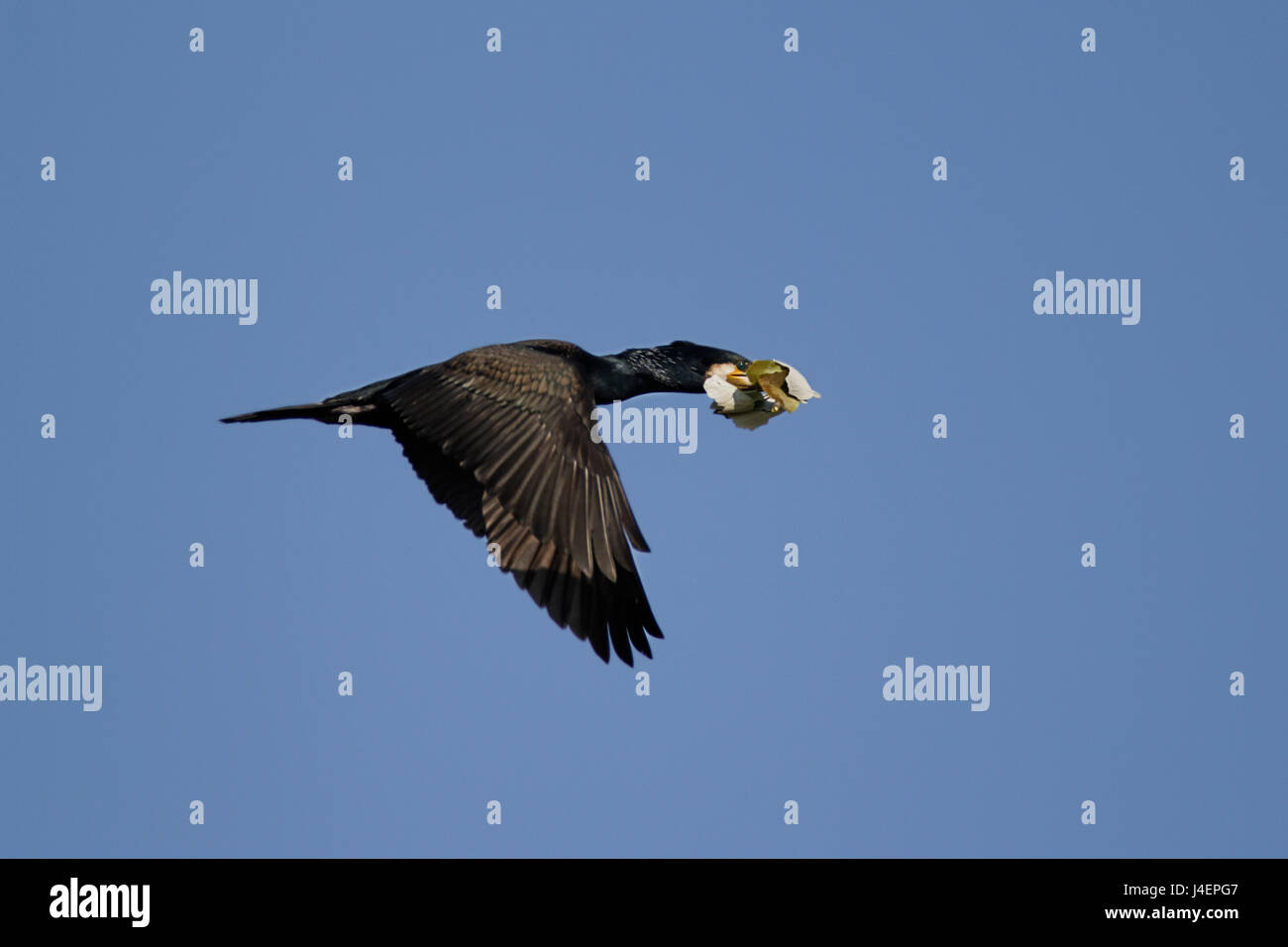 Große Kormoran bringt das Holzmaterial für den Nestbau in Kopački rit, Kroatien Stockfoto