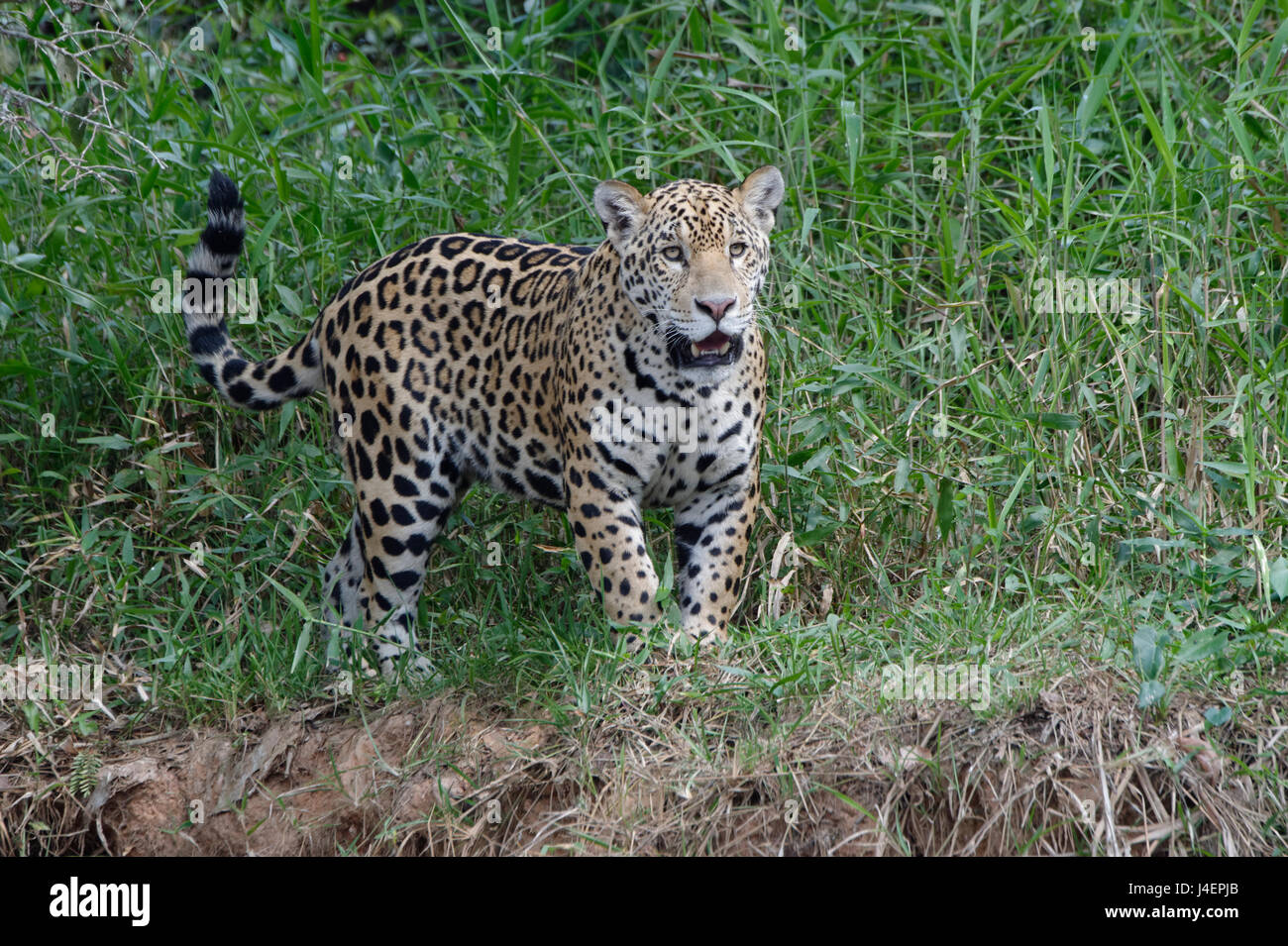 Junge Jaguar (Panthera Onca) am Flussufer, Cuiaba River, Pantanal, Bundesstaat Mato Grosso, Brasilien, Südamerika Stockfoto