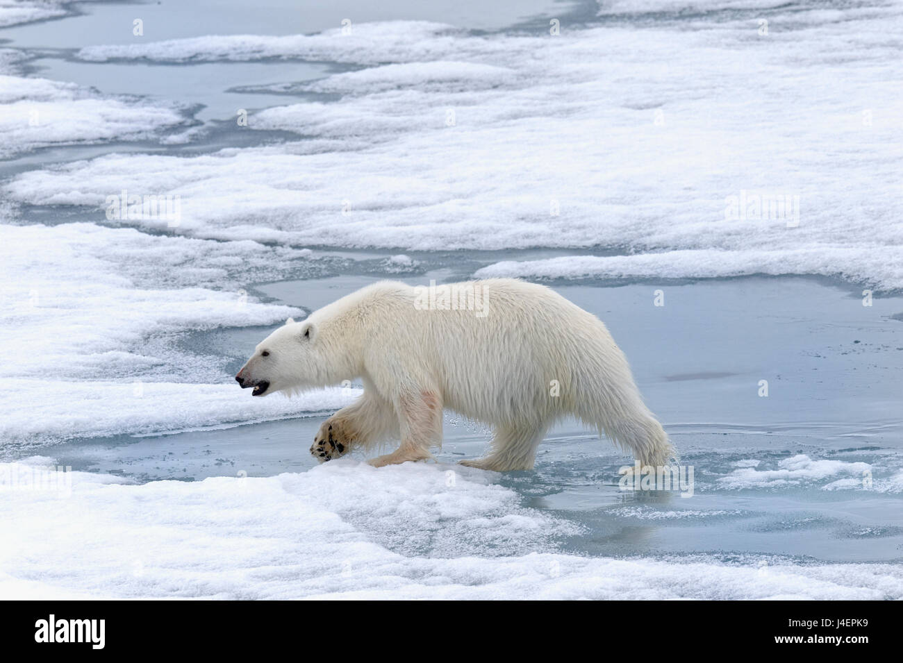 Weiblicher Eisbär (Ursus Maritimus) zu Fuß auf Pack-Eis, Svalbard-Archipel, Barentssee, Arktis, Norwegen, Skandinavien, Europa Stockfoto
