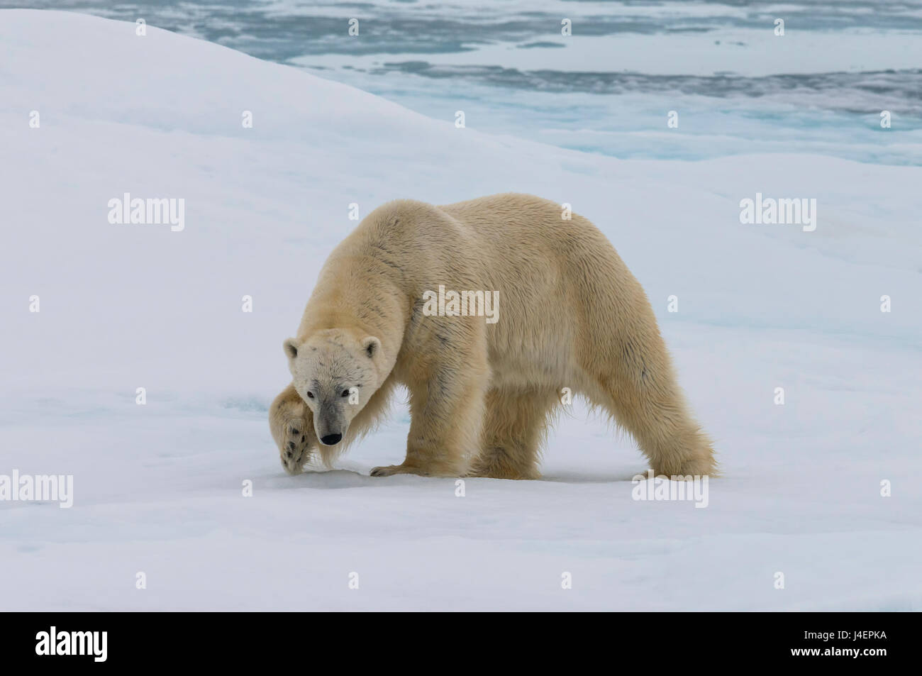 Männlichen Eisbären (Ursus Maritimus) zu Fuß auf Pack-Eis, Svalbard-Archipel, Barentssee, Arktis, Norwegen, Skandinavien, Europa Stockfoto