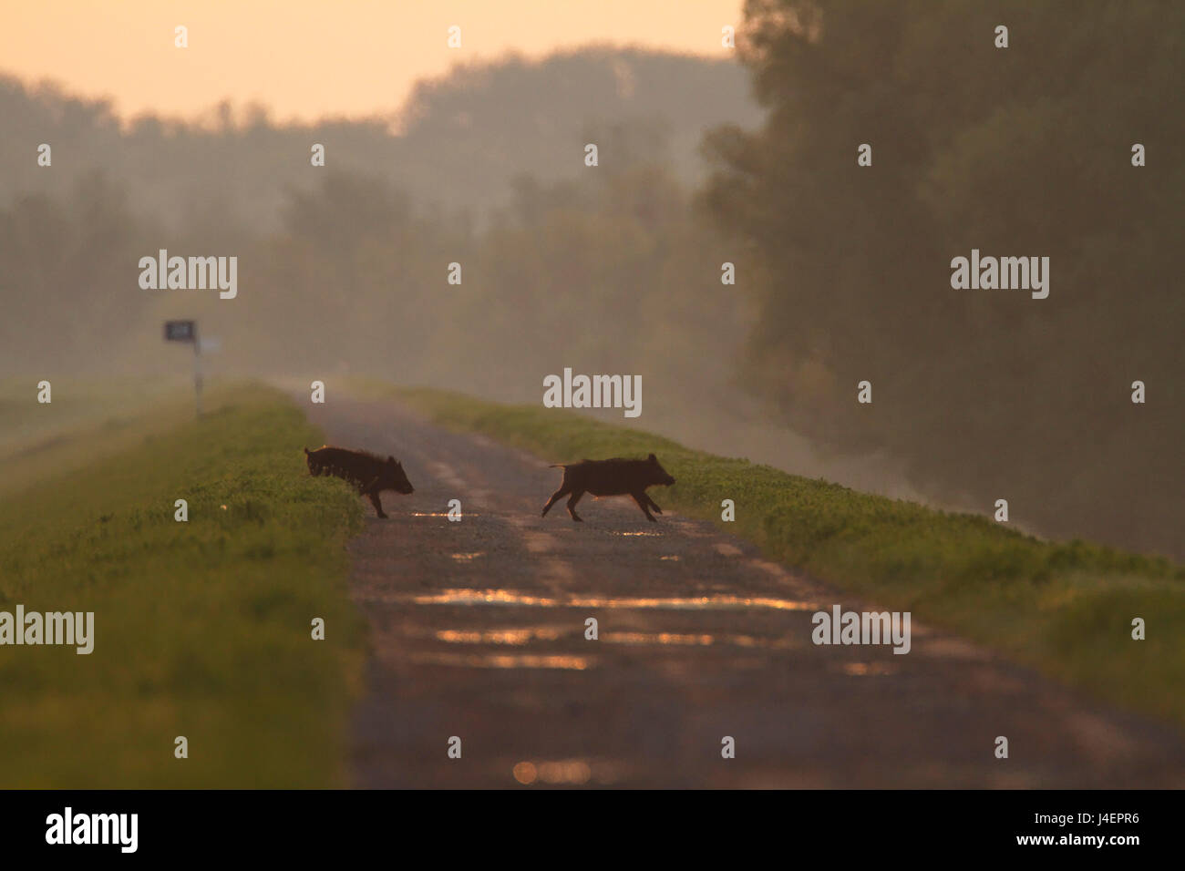 Wildschwein überquert die Straße in der Morgendämmerung, Kopacki rit Stockfoto