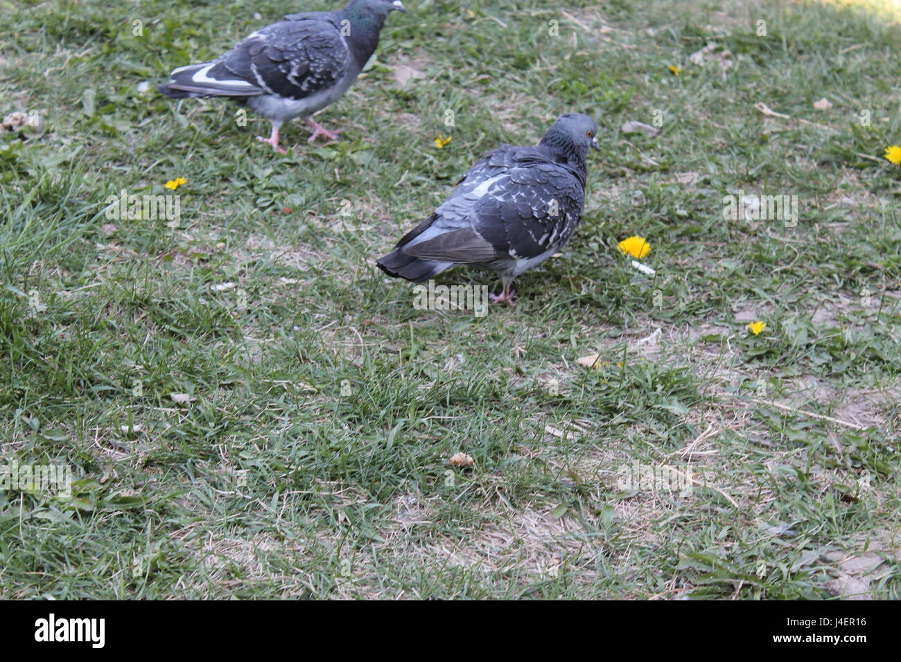 Hungrige Tauben Vogel-schwärmen den Laib Brot und Essen holen Sie es in wenigen Sekunden loswerden. Stockfoto