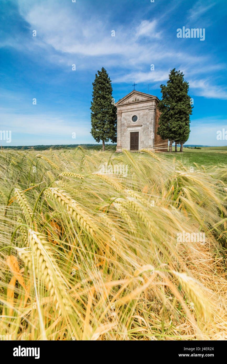Felder von Ähren auf den sanften grünen Hügeln des Val d ' Orcia, UNESCO-Weltkulturerbe, Provinz Siena, Toskana, Italien Stockfoto