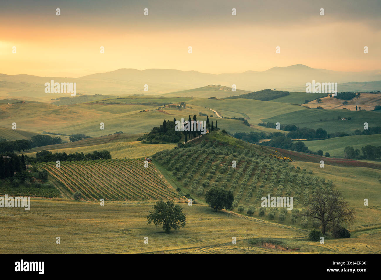 Sonnenaufgang auf den sanften grünen Hügeln des Val d ' Orcia, UNESCO-Weltkulturerbe, Provinz Siena, Toskana, Italien, Europa Stockfoto