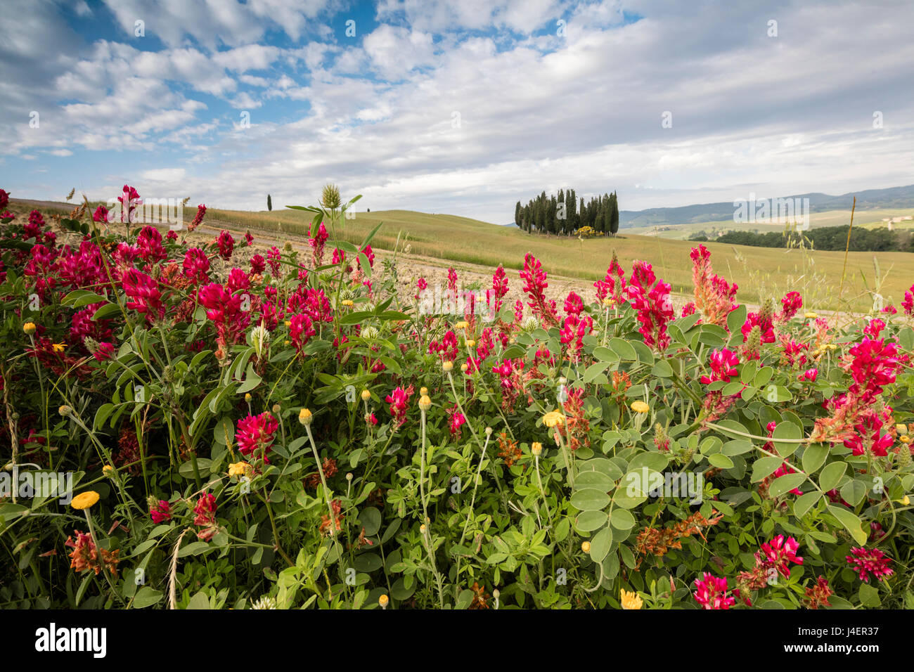 Rote Blumen umrahmen die sanften grünen Hügeln des Val d ' Orcia, UNESCO-Weltkulturerbe, Provinz Siena, Toskana, Italien, Europa Stockfoto