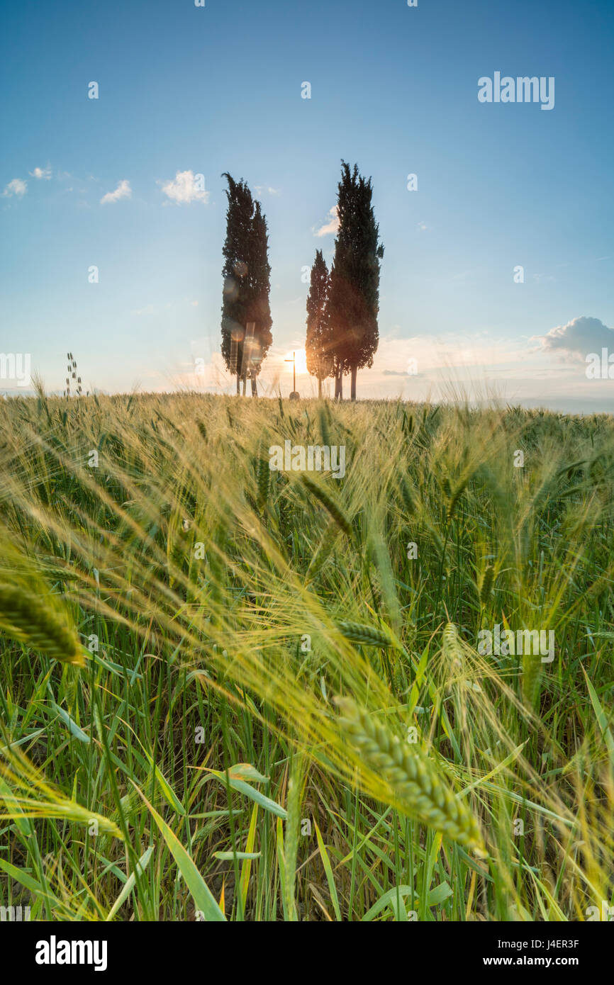 Felder der Ähren und Zypressen auf den sanften grünen Hügeln des Val d ' Orcia, UNESCO, Provinz Siena, Toskana, Italien Stockfoto