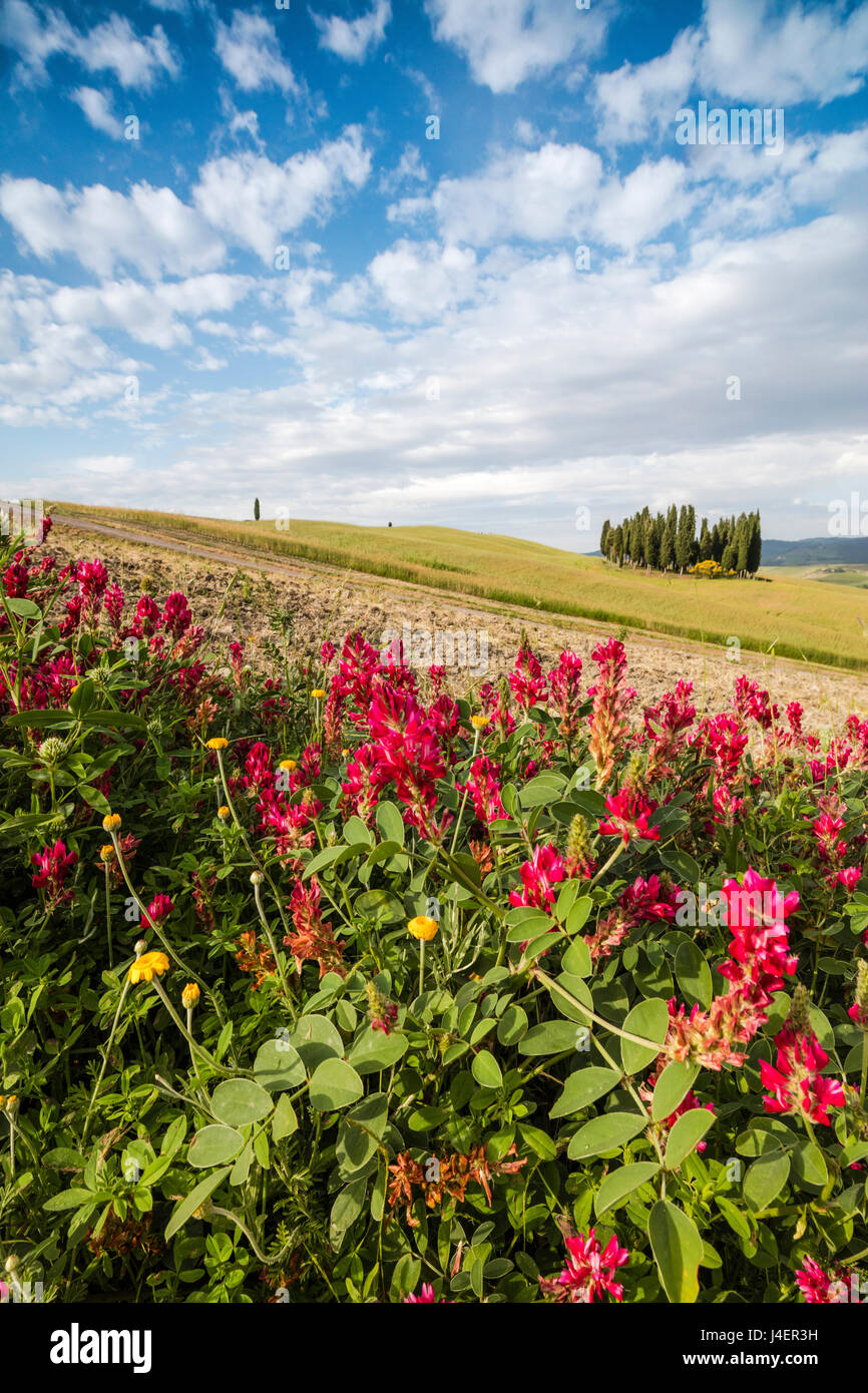Rote Blumen umrahmen die sanften grünen Hügeln des Val d ' Orcia, UNESCO-Weltkulturerbe, Provinz Siena, Toskana, Italien, Europa Stockfoto