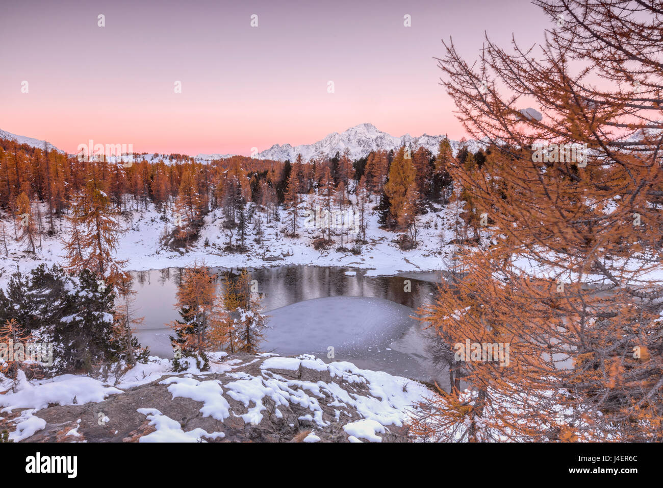 Rosa Himmel bei Sonnenaufgang rahmt den gefrorenen See Mufule umgeben von Wäldern, Malenco Tal, Provinz Sondrio, Valtellina, Italien Stockfoto
