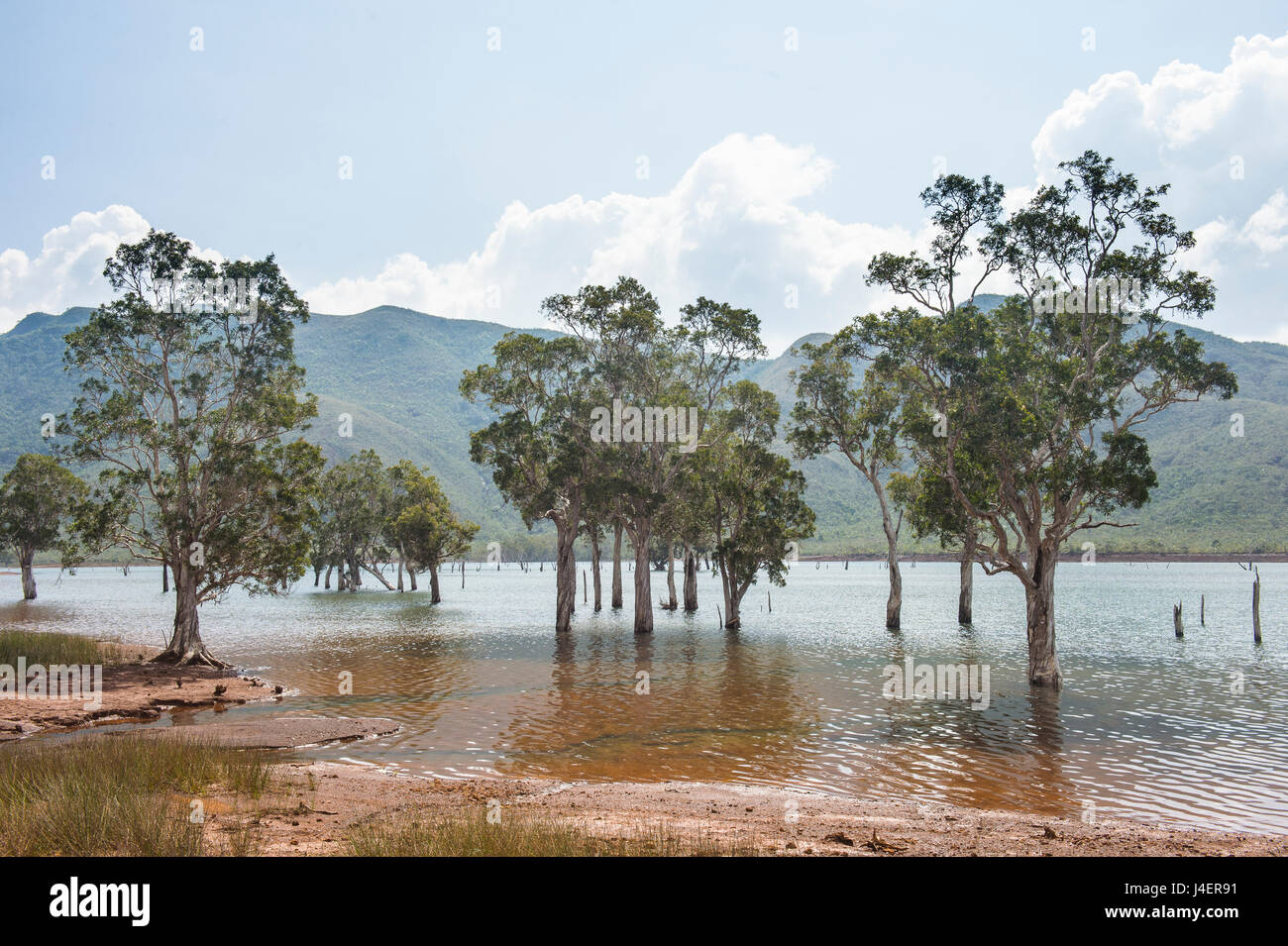 Bäume im Wasser, Blue River Provincial Park, Yate, Neu-Kaledonien, Pazifik Stockfoto