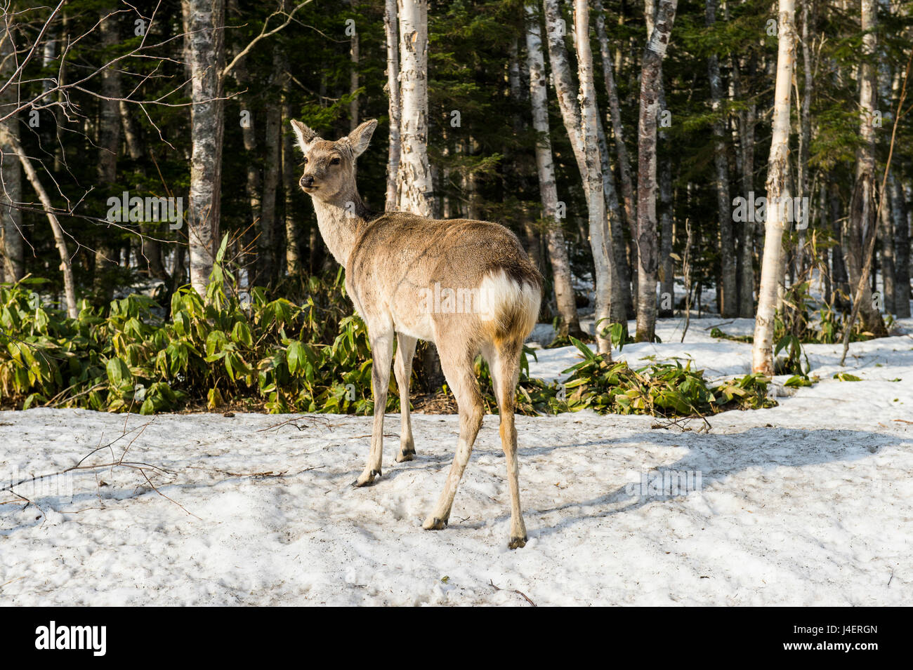 Japaner entdeckt Hirsch (Cervus Nippon Yesoensis), Daisetsuzan Nationalpark, UNESCO World Heritage Site, Hokkaido, Japan, Asien Stockfoto