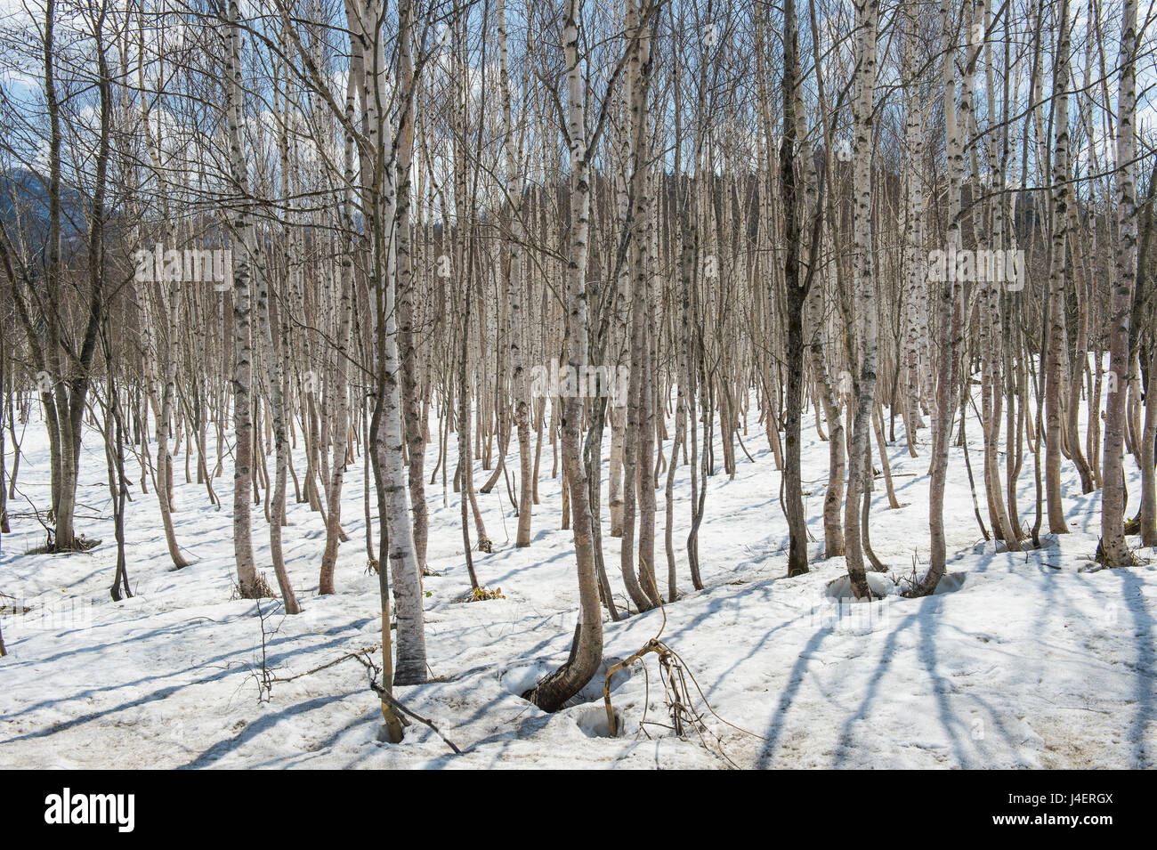 Birke Baum Wald, Furano, Hokkaido, Japan, Asien Stockfoto