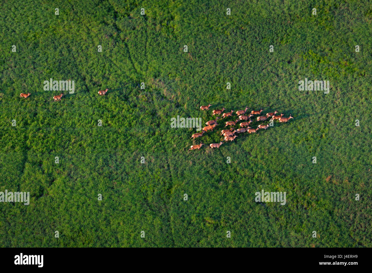 Luftaufnahme der Rothirschherde, die im Sedge Gras läuft In Kopački rit in Kroatien Stockfoto