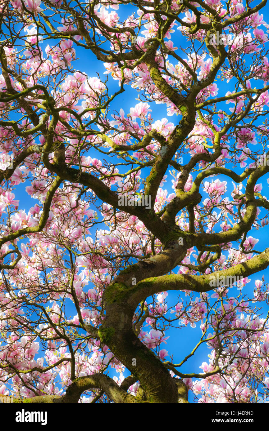 Bute Park, Cardiff, Wales, Vereinigtes Königreich, Europa Stockfoto