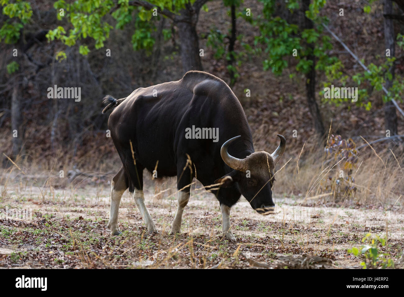 Eine indische Bison (Bos Gaurus Bandhavgarh) Wandern, Bandhavgarh National Park, Madhya Pradesh, Indien, Asien Stockfoto