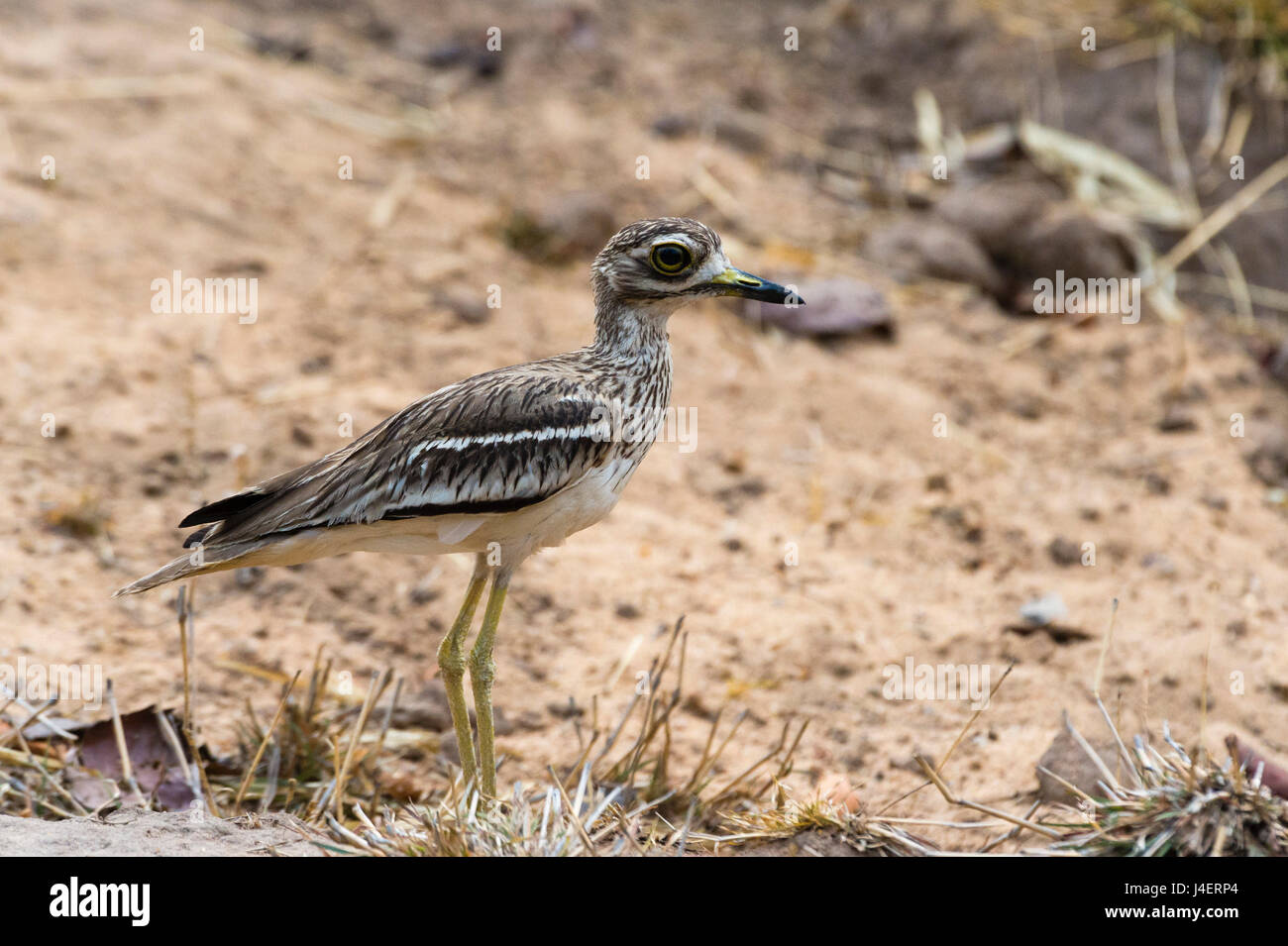 Indische Thick-knee (Burhinus Indicus), Bandhavgarh National Park, Madhya Pradesh, Indien, Asien Stockfoto