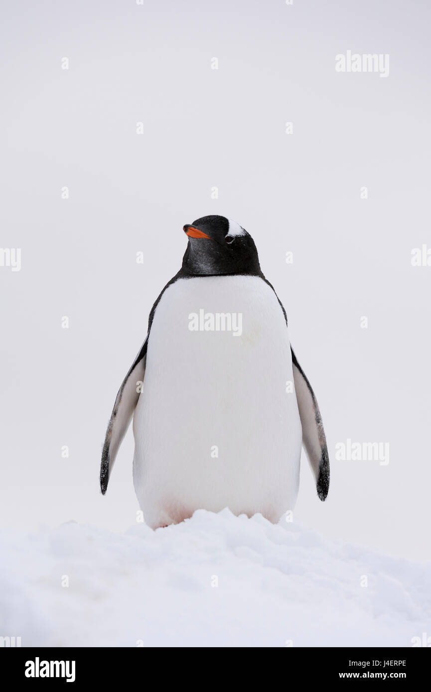 Porträt von einem Gentoo Penguin (Pygoscelis Papua), Petermann Island, Antarktis, Polarregionen Stockfoto