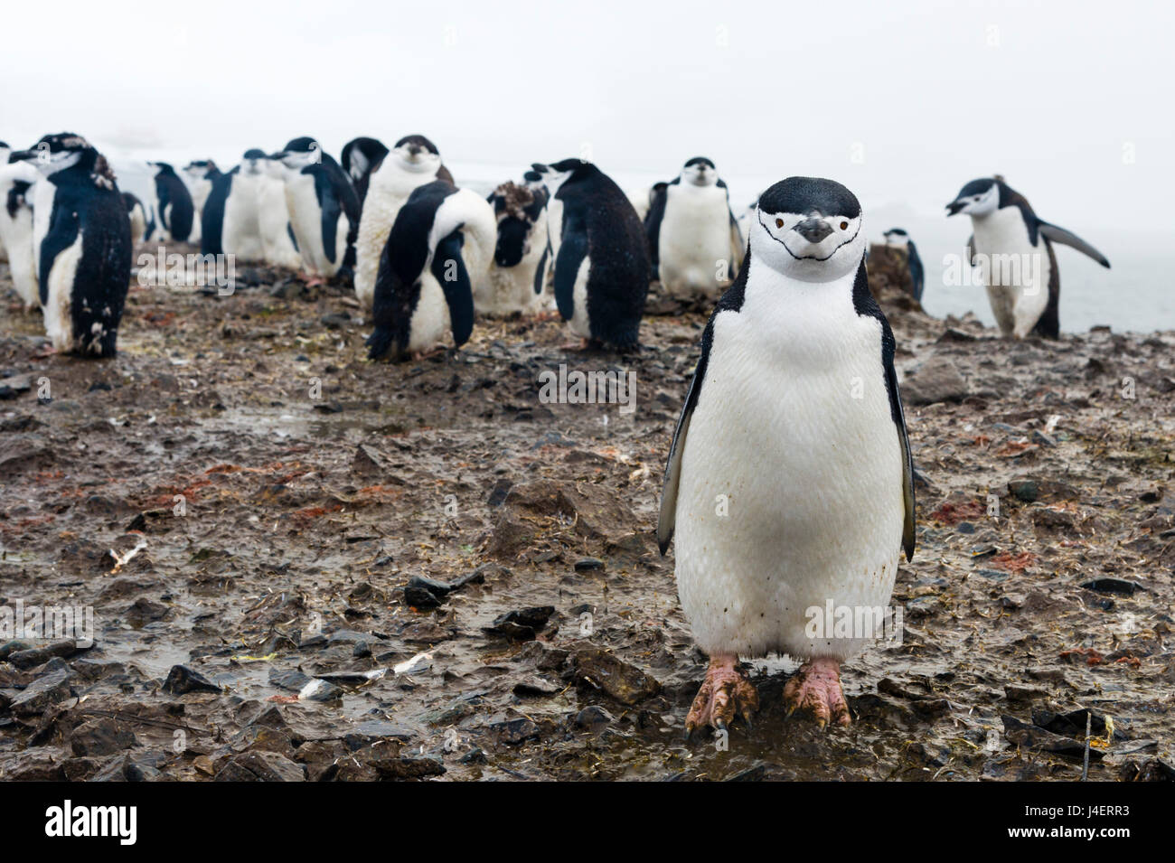 Porträt eines Pinguins Zügelpinguinen (Pygoscelis Antarcticus), Half Moon Island, Antarktis, Polarregionen Stockfoto