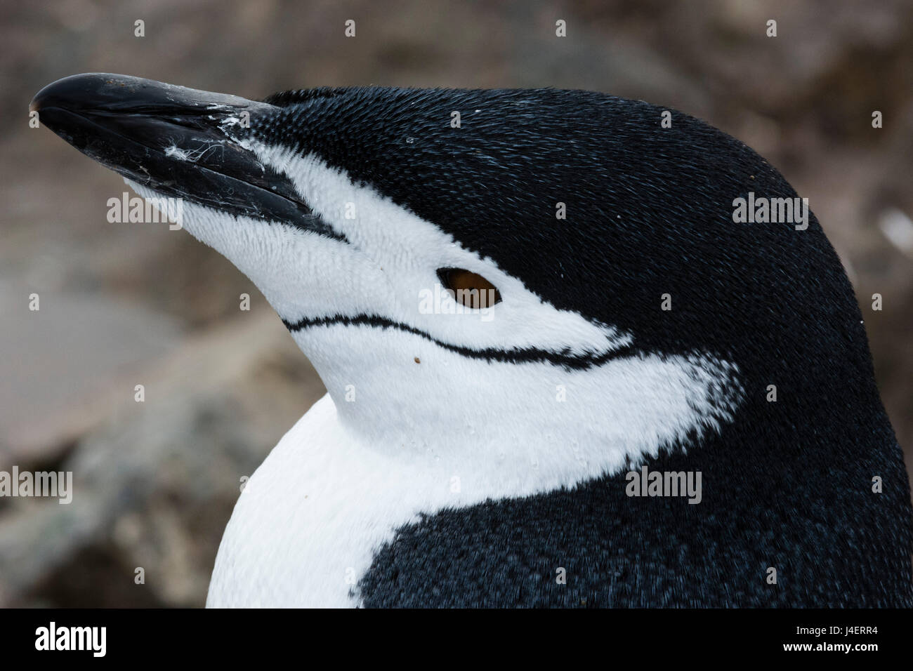 Porträt eines Pinguins Zügelpinguinen (Pygoscelis Antarcticus), großaufnahme Half Moon Island, Antarktis, Polarregionen Stockfoto