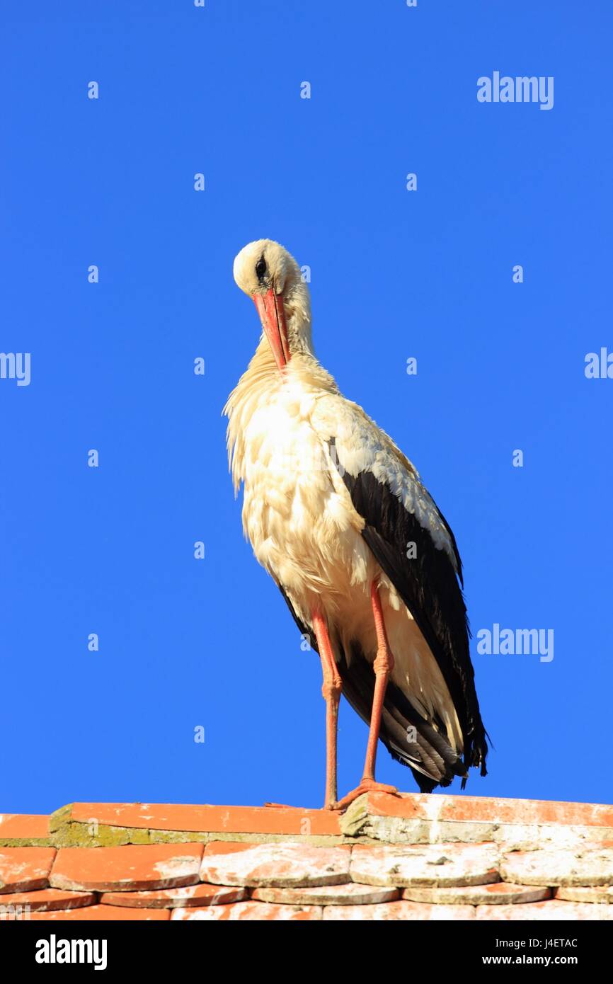 Weißstorch Kratzen auf dem Hausdach Stockfoto