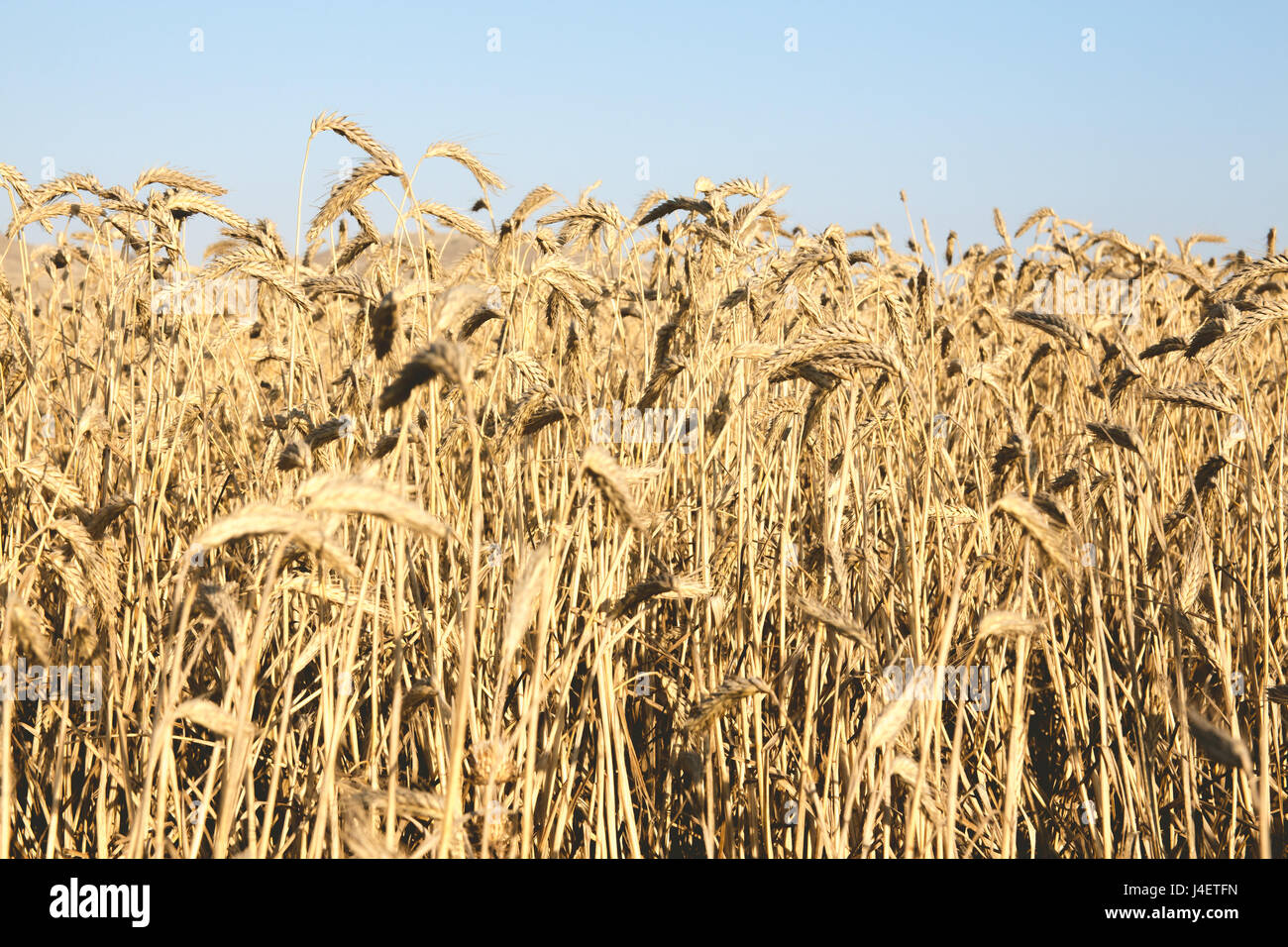 Weizenfelder an einem sonnigen Tag, Querformat. Stockfoto