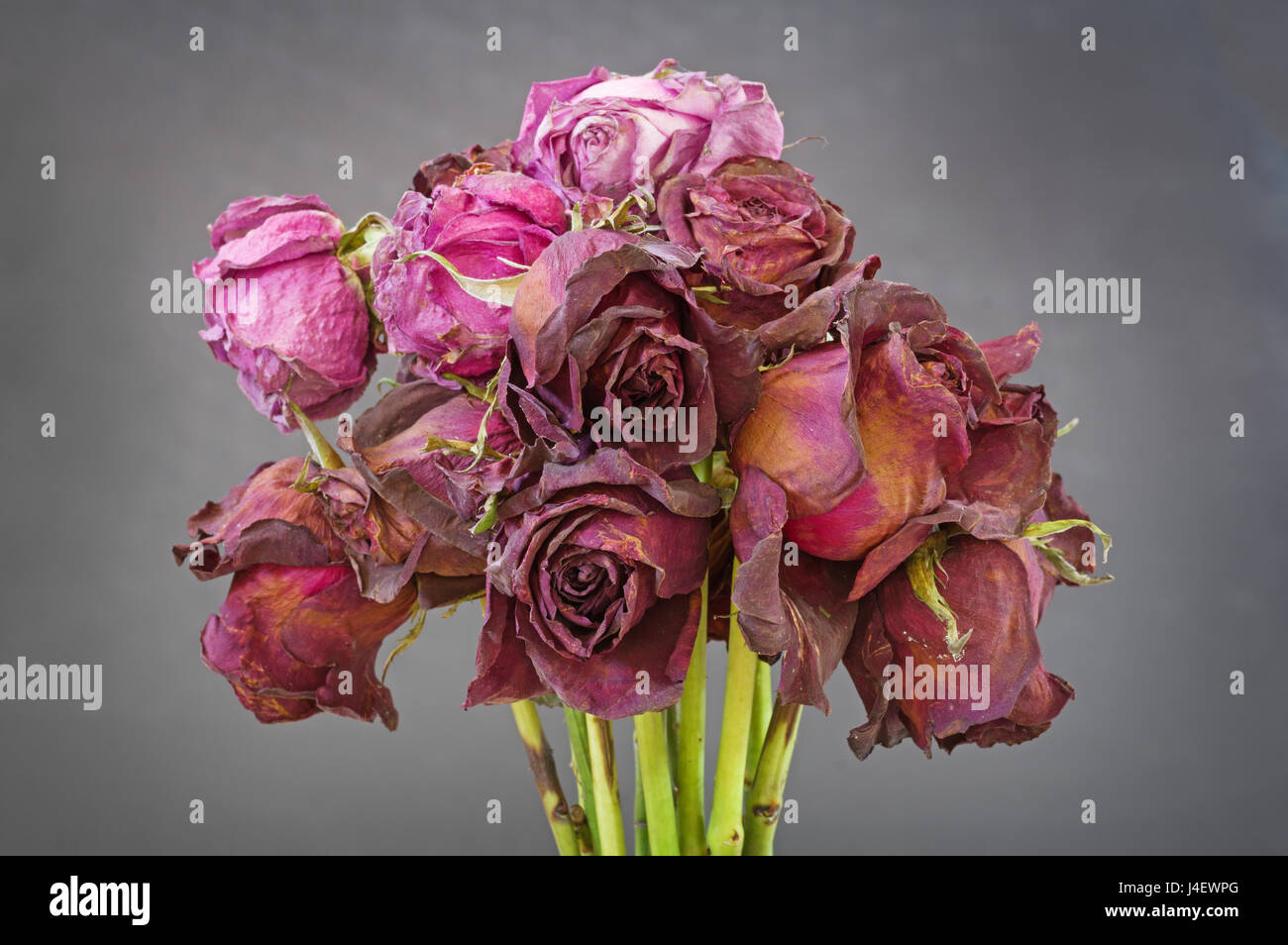ein Bündel getrocknet von alten tot rote und rosa Rosen mit grauem Hintergrund Stockfoto