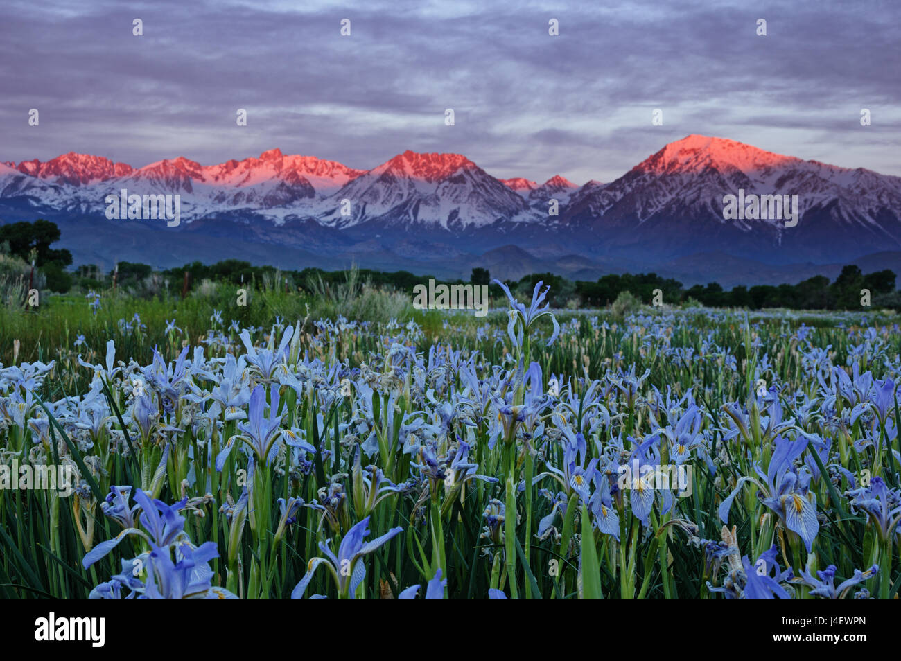 Wild Iris Blumen in einem Feld mit frühen Morgen Bergen der Sierra Nevada im Hintergrund Stockfoto